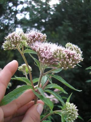file:///media/Moby%20DisK/1%20Paulette%20FLORE%20ELECTRIQUE/Paulette%20VIGNETTES%20PAR%20FAMILLE/ASTERACEE/Eupatorium%20canabinum%20(Eupatoire%20chanvrine)%2007-06%20fleur2.JPG