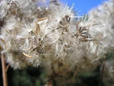 file:///media/Moby%20DisK/1%20Paulette%20FLORE%20ELECTRIQUE/Paulette%20VIGNETTES%20PAR%20FAMILLE/ASTERACEE/Eupatorium%20canabinum%20(Eupatoire%20chanvrine)%2009-06%20fruit1.JPG