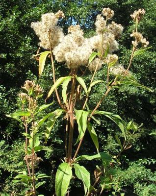 file:///media/Moby%20DisK/1%20Paulette%20FLORE%20ELECTRIQUE/Paulette%20VIGNETTES%20PAR%20FAMILLE/ASTERACEE/Eupatorium%20canabinum%20(Eupatoire%20chanvrine)%2009-06%20plante2.JPG