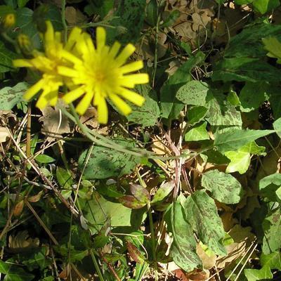 file:///media/Moby%20DisK/1%20Paulette%20FLORE%20ELECTRIQUE/Paulette%20VIGNETTES%20PAR%20FAMILLE/ASTERACEE/Hieracium%20glaucinum%20(Epervi%C3%A8re%20pr%C3%A9coce)%2004-06%20plante.JPG