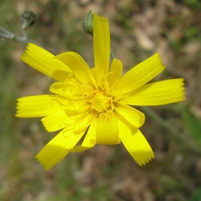 file:///media/Moby%20DisK/1%20Paulette%20FLORE%20ELECTRIQUE/Paulette%20VIGNETTES%20PAR%20FAMILLE/ASTERACEE/Hieracium%20glaucinum%20(Epervi%C3%A8re%20pr%C3%A9coce)%2005-08%20fleur4.jpg