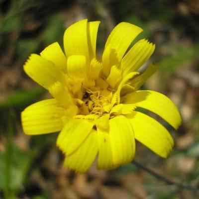 file:///media/Moby%20DisK/1%20Paulette%20FLORE%20ELECTRIQUE/Paulette%20VIGNETTES%20PAR%20FAMILLE/ASTERACEE/Hieracium%20glaucinum%20(Epervi%C3%A8re%20pr%C3%A9coce)05-08%20fleu2.jpg