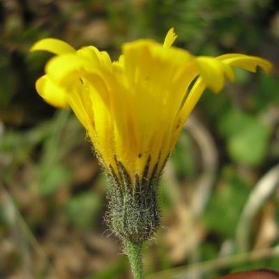 file:///media/Moby%20DisK/1%20Paulette%20FLORE%20ELECTRIQUE/Paulette%20VIGNETTES%20PAR%20FAMILLE/ASTERACEE/Hieracium%20glaucinum%20(Epervi%C3%A8re%20pr%C3%A9coce)05-08%20fleur2.jpg