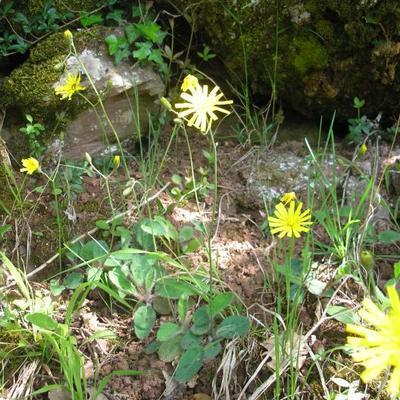 file:///media/Moby%20DisK/1%20Paulette%20FLORE%20ELECTRIQUE/Paulette%20VIGNETTES%20PAR%20FAMILLE/ASTERACEE/Hieracium%20glaucinum%20(Epervi%C3%A8re%20pr%C3%A9coce)05-08%20plante9.jpg
