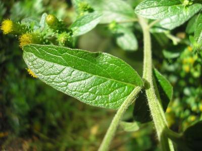 file:///media/Moby%20DisK/1%20Paulette%20FLORE%20ELECTRIQUE/Paulette%20VIGNETTES%20PAR%20FAMILLE/ASTERACEE/Inula%20(inule)%2008-07%20feuille.JPG