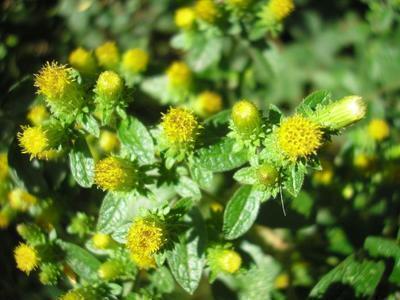 file:///media/Moby%20DisK/1%20Paulette%20FLORE%20ELECTRIQUE/Paulette%20VIGNETTES%20PAR%20FAMILLE/ASTERACEE/Inula%20(inule)%2008-07%20fleur1.JPG