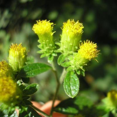 file:///media/Moby%20DisK/1%20Paulette%20FLORE%20ELECTRIQUE/Paulette%20VIGNETTES%20PAR%20FAMILLE/ASTERACEE/Inula%20(inule)%2008-07%20fleur4.JPG