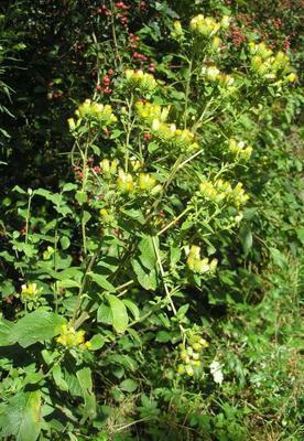 file:///media/Moby%20DisK/1%20Paulette%20FLORE%20ELECTRIQUE/Paulette%20VIGNETTES%20PAR%20FAMILLE/ASTERACEE/Inula%20(inule)%2008-07%20plante1.JPG