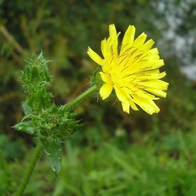 file:///media/Moby%20DisK/1%20Paulette%20FLORE%20ELECTRIQUE/Paulette%20VIGNETTES%20PAR%20FAMILLE/ASTERACEE/Picris%2008-07%20fleur1.JPG