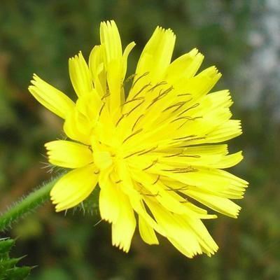 file:///media/Moby%20DisK/1%20Paulette%20FLORE%20ELECTRIQUE/Paulette%20VIGNETTES%20PAR%20FAMILLE/ASTERACEE/Picris%2008-07%20fleur2.JPG
