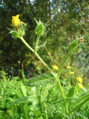 file:///media/Moby%20DisK/1%20Paulette%20FLORE%20ELECTRIQUE/Paulette%20VIGNETTES%20PAR%20FAMILLE/ASTERACEE/Picris%2008-07%20plante.JPG