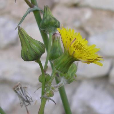 file:///media/Moby%20DisK/1%20Paulette%20FLORE%20ELECTRIQUE/Paulette%20VIGNETTES%20PAR%20FAMILLE/ASTERACEE/Sonchus%20oleacerus%20(Laiteron%20maraicher2)%2005-06%20fleur1.JPG