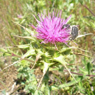 file:///media/Moby%20DisK/1%20Paulette%20FLORE%20ELECTRIQUE/Paulette%20VIGNETTES%20PAR%20FAMILLE/ASTERACEE/Sybilum%20marianum%20(Chardon-marie)%2005-06%20fleur1.JPG