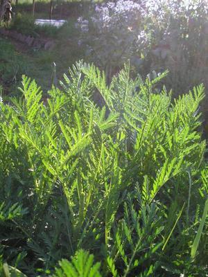 file:///media/Moby%20DisK/1%20Paulette%20FLORE%20ELECTRIQUE/Paulette%20VIGNETTES%20PAR%20FAMILLE/ASTERACEE/Tanacetum%20vulgare%20(Tanaisie)%2005-08%20feuille2.jpg