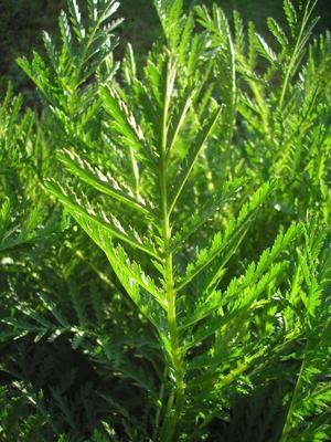 file:///media/Moby%20DisK/1%20Paulette%20FLORE%20ELECTRIQUE/Paulette%20VIGNETTES%20PAR%20FAMILLE/ASTERACEE/Tanacetum%20vulgare%20(Tanaisie)%2005-08%20feuille3.jpg