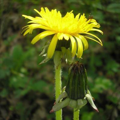 file:///media/Moby%20DisK/1%20Paulette%20FLORE%20ELECTRIQUE/Paulette%20VIGNETTES%20PAR%20FAMILLE/ASTERACEE/Taraxacum%20sp%20(Pissenlit)%2004-08%20fleur67.jpg