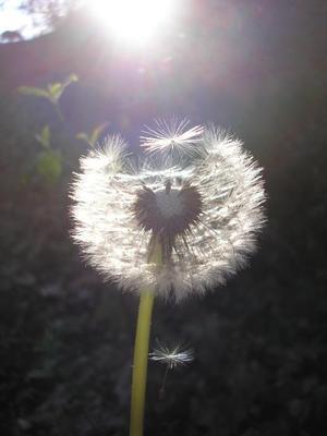file:///media/Moby%20DisK/1%20Paulette%20FLORE%20ELECTRIQUE/Paulette%20VIGNETTES%20PAR%20FAMILLE/ASTERACEE/Taraxacum%20sp%20(Pissenlit)%2004-08%20p5050001.jpg