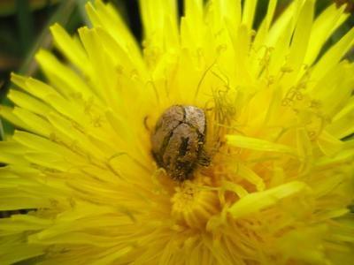 file:///media/Moby%20DisK/1%20Paulette%20FLORE%20ELECTRIQUE/Paulette%20VIGNETTES%20PAR%20FAMILLE/ASTERACEE/Taraxacum%20sp%20(pissenlit)%2004-08fleur%20p4120052.jpg