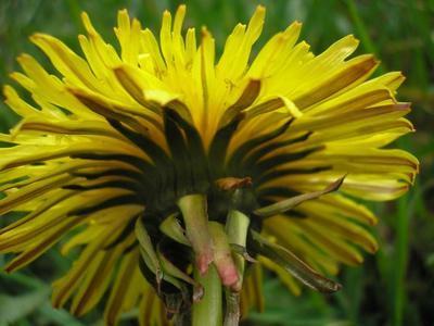 file:///media/Moby%20DisK/1%20Paulette%20FLORE%20ELECTRIQUE/Paulette%20VIGNETTES%20PAR%20FAMILLE/ASTERACEE/Taraxacum%20sp%20(pissenlit)%2004-08fleur%20p4120053.jpg