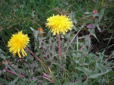 file:///media/Moby%20DisK/1%20Paulette%20FLORE%20ELECTRIQUE/Paulette%20VIGNETTES%20PAR%20FAMILLE/ASTERACEE/Taraxacum%20sp.%20(Pissenlit)%2003-08%20plante.JPG