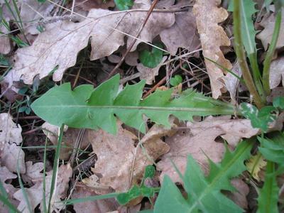 file:///media/Moby%20DisK/1%20Paulette%20FLORE%20ELECTRIQUE/Paulette%20VIGNETTES%20PAR%20FAMILLE/ASTERACEE/Taraxacum%20sp.%20(Pissenlit)%2004-08feuille.jpg