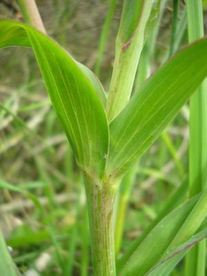 ASTERACEE/Tragopodon%20arvensis%20(Salsifis%20des%20pr%C3%A9s)%2005-08%20feuille3.jpg