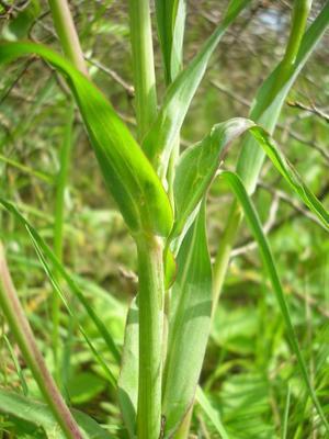 ASTERACEE/Tragopodon%20arvensis%20(Salsifis%20des%20pr%C3%A9s)%2005-08%20feuille4.jpg