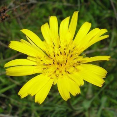 ASTERACEE/Tragopodon%20arvensis%20(Salsifis%20des%20pr%C3%A9s)%2005-08%20fleur1.jpg