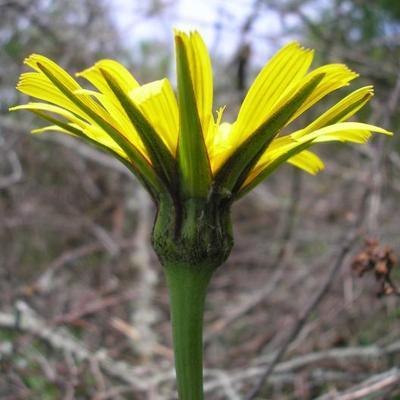 ASTERACEE/Tragopodon%20arvensis%20(Salsifis%20des%20pr%C3%A9s)%2005-08%20fleur3.jpg
