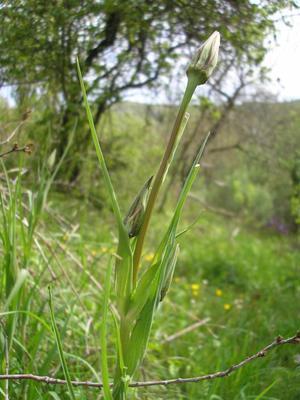 ASTERACEE/Tragopodon%20arvensis%20(Salsifis%20des%20pr%C3%A9s)%2005-08%20plante2.jpg