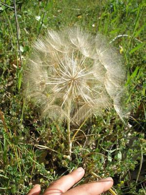 ASTERACEE/Tragopogon%20arvensis%20(Salsifis%20des%20pr%C3%A9s)%2005-06%20fruit2.JPG