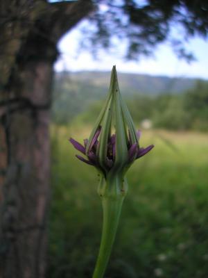 file:///home/gadget/actPAULETTE/PauletteVIGNETT400/ASTERACEE/Tragopogon%20porrifolius%20(Salsifis)%2006-08%20fl2.JPG