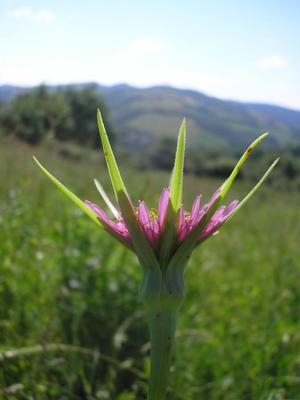 file:///home/gadget/actPAULETTE/PauletteVIGNETT400/ASTERACEE/Tragopogon%20porrifolius%20(Salsifis)%2006-08%20fl3.jpg