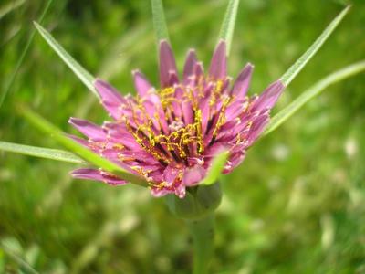 file:///home/gadget/actPAULETTE/PauletteVIGNETT400/ASTERACEE/Tragopogon%20porrifolius%20(Salsifis)%2006-08%20fl4.jpg