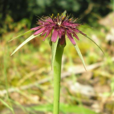file:///home/gadget/actPAULETTE/PauletteVIGNETT400/ASTERACEE/Tragopogon%20porrifolius%20(Salsifis)%2006-08%20fl5.JPG