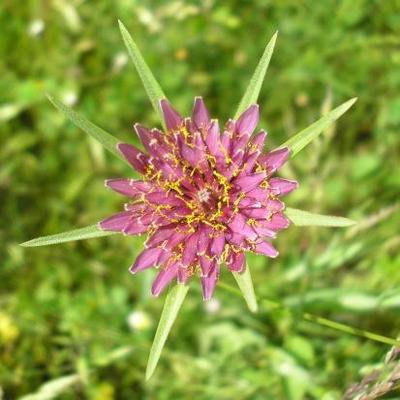file:///home/gadget/actPAULETTE/PauletteVIGNETT400/ASTERACEE/Tragopogon%20porrifolius%20(Salsifis)%2006-08%20fl6.jpg