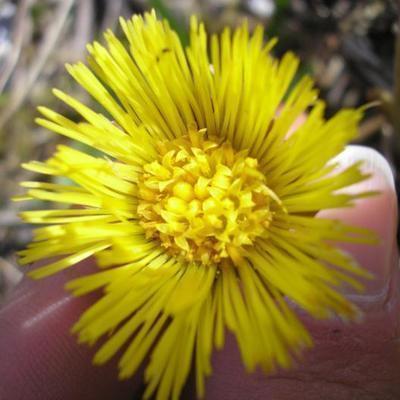 file:///media/Moby%20DisK/1%20Paulette%20FLORE%20ELECTRIQUE/Paulette%20VIGNETTES%20PAR%20FAMILLE/ASTERACEE/Tussilago%20farfara%20(Tussilage)%2004-06%20fleur2.JPG