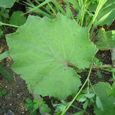 file:///media/Moby%20DisK/1%20Paulette%20FLORE%20ELECTRIQUE/Paulette%20VIGNETTES%20PAR%20FAMILLE/ASTERACEE/Tussilago%20farfara%20(Tussilage)%2006-06%20feuille3.JPG
