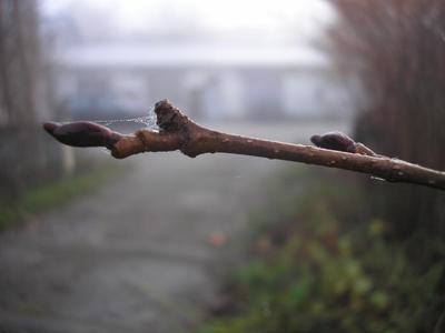 file:///home/gadget/actPAULETTE/PauletteVIGNETT400/BETULACEE/Alnus.glutinosa.Aulne.glutineux%2002-08%20bourgeons.JPG