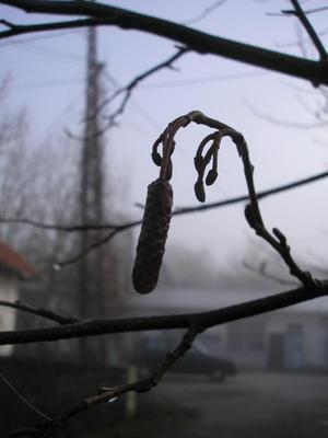 file:///home/gadget/actPAULETTE/PauletteVIGNETT400/BETULACEE/Alnus.glutinosa.Aulne.glutineux%2002-08%20ch%C3%A2ton.JPG