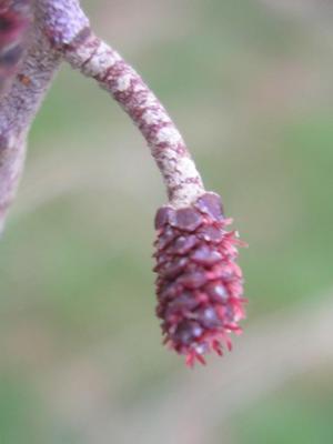 file:///home/gadget/actPAULETTE/PauletteVIGNETT400/BETULACEE/Alnus.glutinosa.Aulne.glutineux%2003-08.fl.femelle.JPG