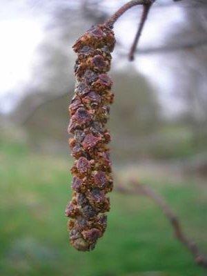 file:///home/gadget/actPAULETTE/PauletteVIGNETT400/BETULACEE/Alnus.glutinosa.Aulne.glutineux%2003-08fl.m%C3%A2le%20.JPG