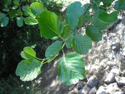 file:///home/gadget/actPAULETTE/PauletteVIGNETT400/BETULACEE/Alnus.glutinosa.Aulne.glutineux%2005-07%20feuillage.JPG