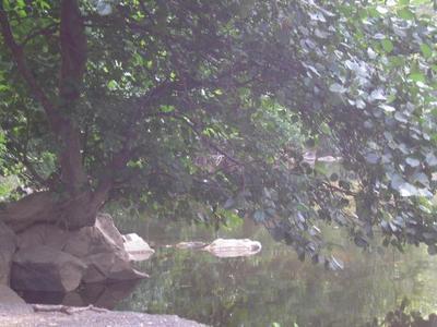 file:///home/gadget/actPAULETTE/PauletteVIGNETT400/BETULACEE/Alnus.glutinosa.Aulne.glutineux%2007-06%20port2.JPG