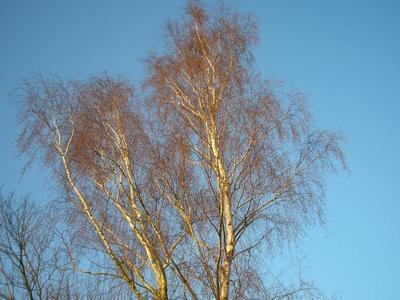 file:///home/gadget/actPAULETTE/PauletteVIGNETT400/BETULACEE/Betulus.pendula.Bouleau.verruqueux%2001-07p.JPG