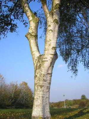 file:///home/gadget/actPAULETTE/PauletteVIGNETT400/BETULACEE/Betulus.pendula.Bouleau.verruqueux%2009-07%C3%A9.JPG