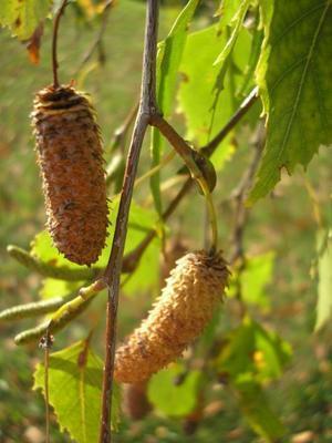 file:///home/gadget/actPAULETTE/PauletteVIGNETT400/BETULACEE/Betulus.pendula.Bouleau.verruqueux%2009-07ch1.JPG