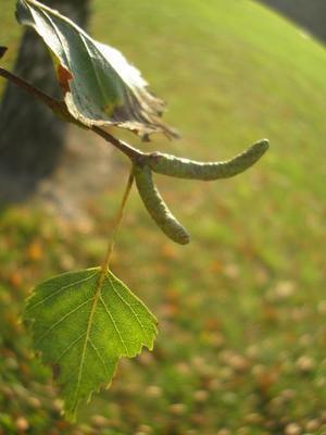 file:///home/gadget/actPAULETTE/PauletteVIGNETT400/BETULACEE/Betulus.pendula.Bouleau.verruqueux%2009-07ch3.JPG