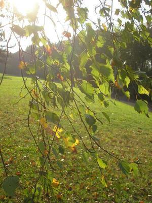 file:///home/gadget/actPAULETTE/PauletteVIGNETT400/BETULACEE/Betulus.pendula.Bouleau.verruqueux%2009-07flle1.JPG