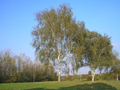 file:///home/gadget/actPAULETTE/PauletteVIGNETT400/BETULACEE/Betulus.pendula.Bouleau.verruqueux%2009-07p1.JPG